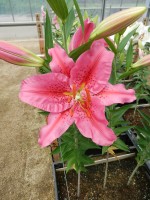 [4365 Purple Hype GA No02.JPG]